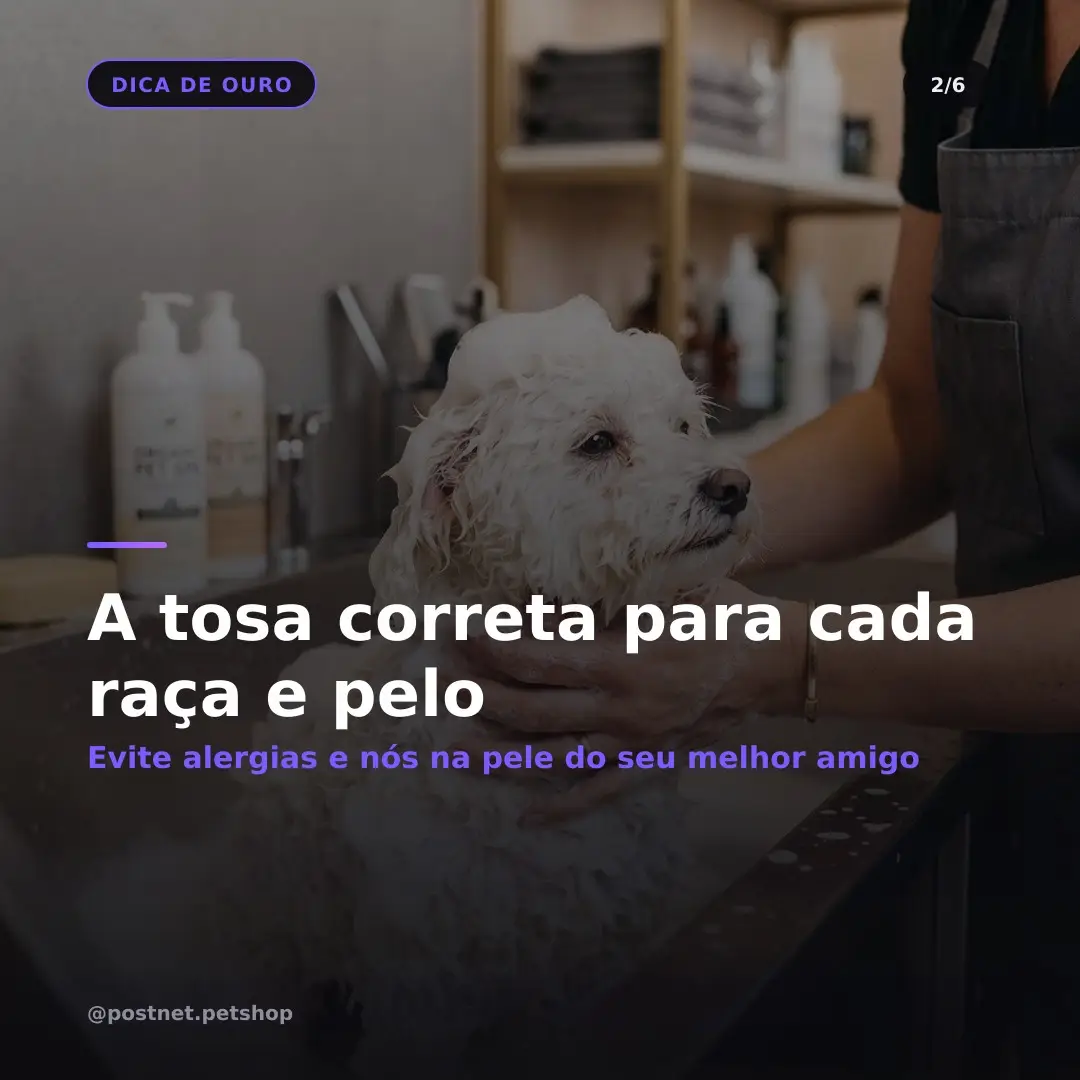 Carrossel gerado — slide 2